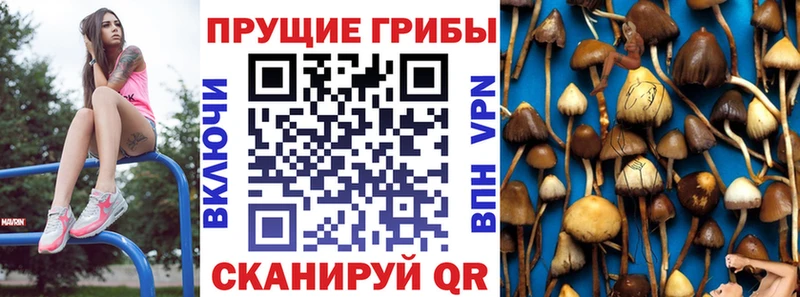 кракен как зайти Курчатов Псилоцибиновые грибы Magic Shrooms